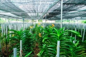 máy phun sương tưới lan