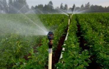 Tưới cây tự động