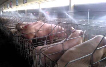 Hệ thống phun sương khử trùng trại heo