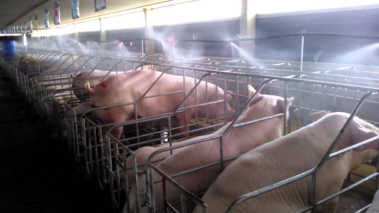 Hệ thống phun sương khử trùng trại heo