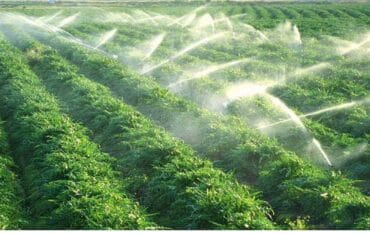 Hệ thống tưới phun mưa