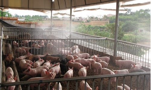 Hệ thống phun sương làm mát trang trại heo