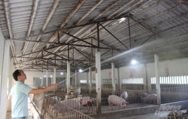 Hệ thống phun sương làm mát trang trại heo