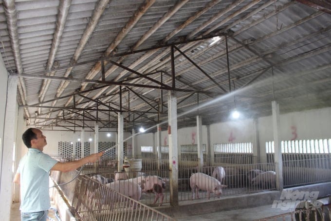 Hệ thống phun sương làm mát trang trại heo
